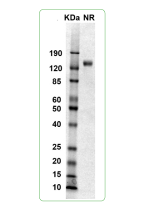 MW: Molecular Weight marker reduced condition
NR: CD2 dimer under non-reducing condition